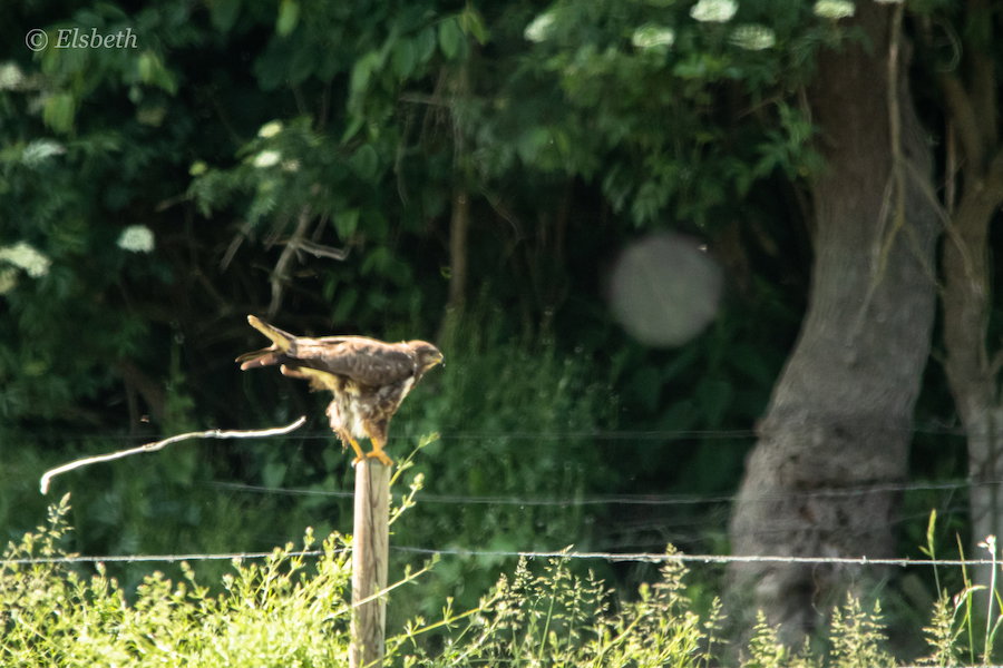 Buizerd