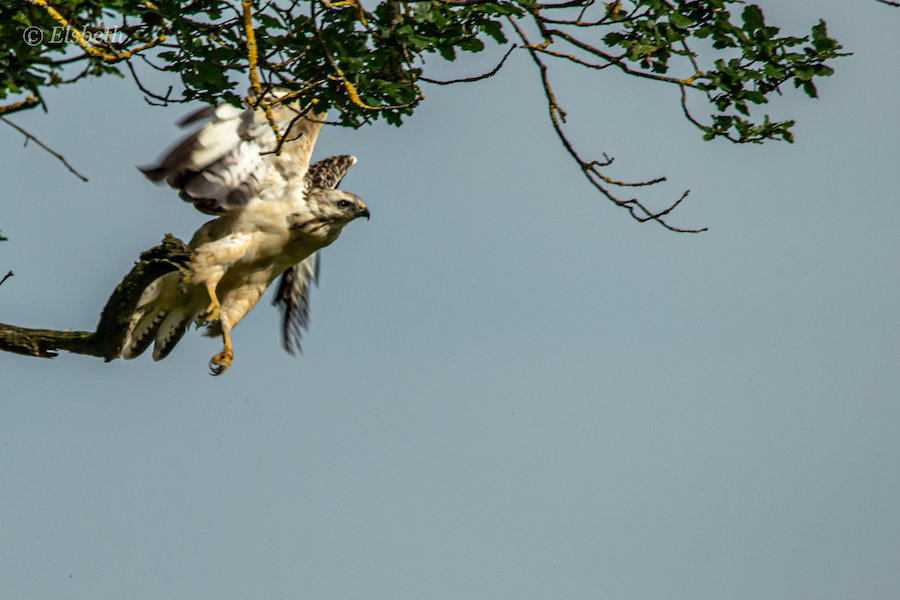 Buizerd