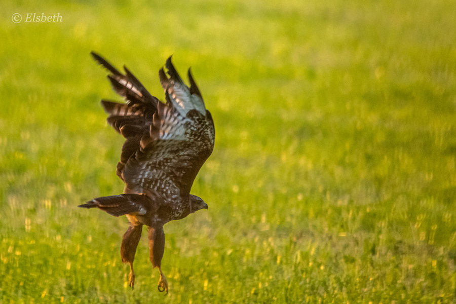 Buizerd