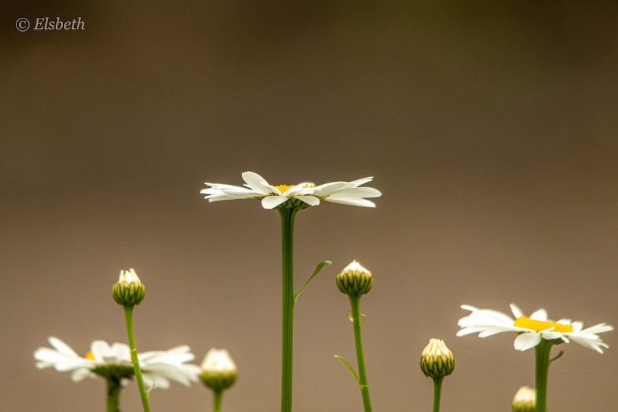 Margrieten