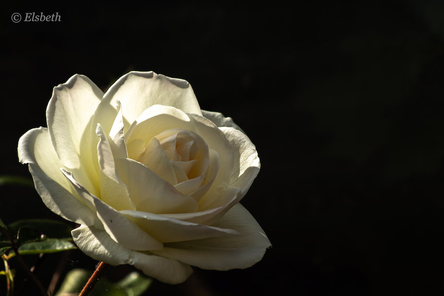 Witte roos