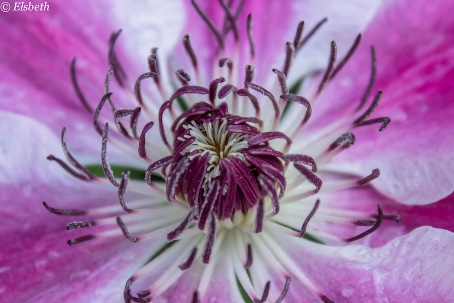 close-up van een climatis