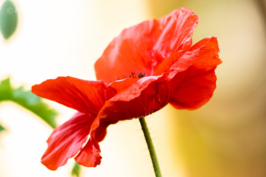 Papaver/klaproos