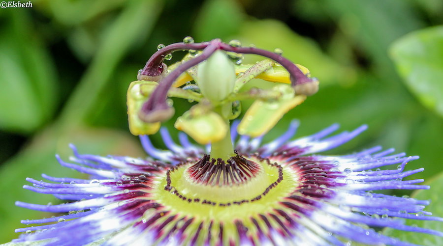 Passiebloem