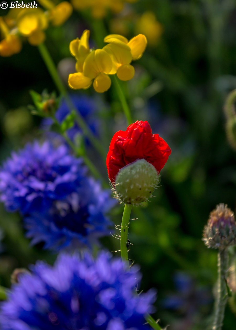 Papaver/klaproos