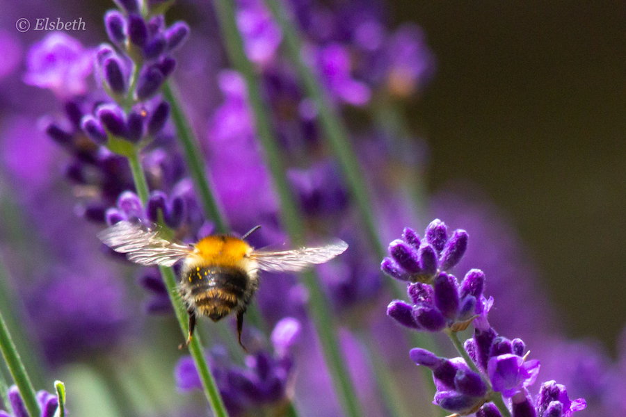 Akkerhommel