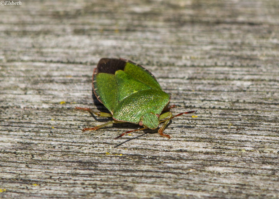 Groene schildwants