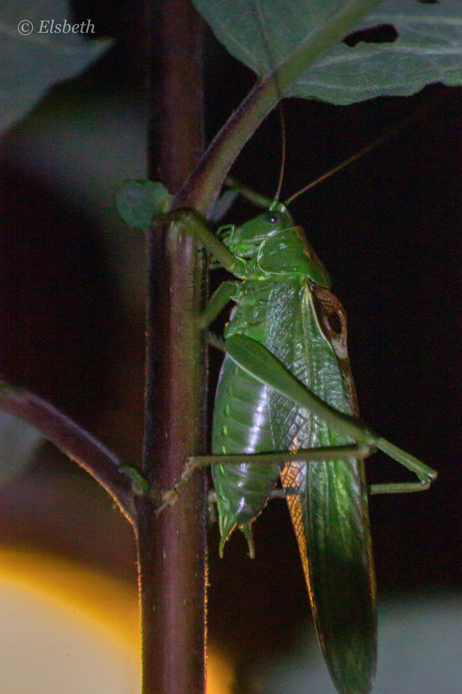 Grote groene sabelsprinkhaan
