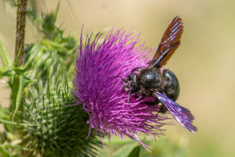 Blauwzwarte houtbij