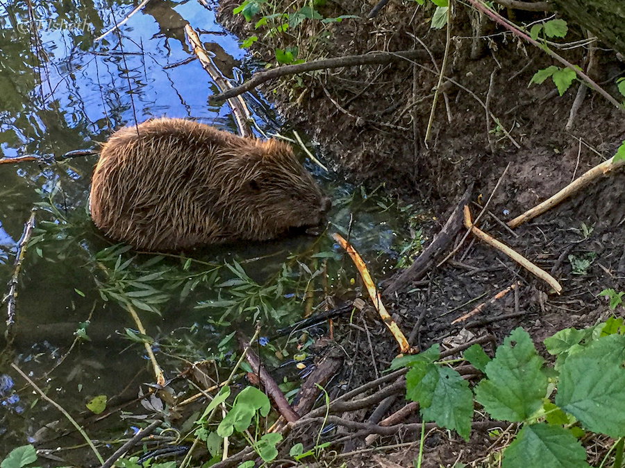 Bever