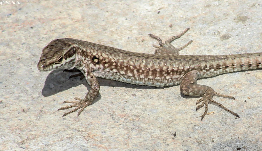 Hagedis
