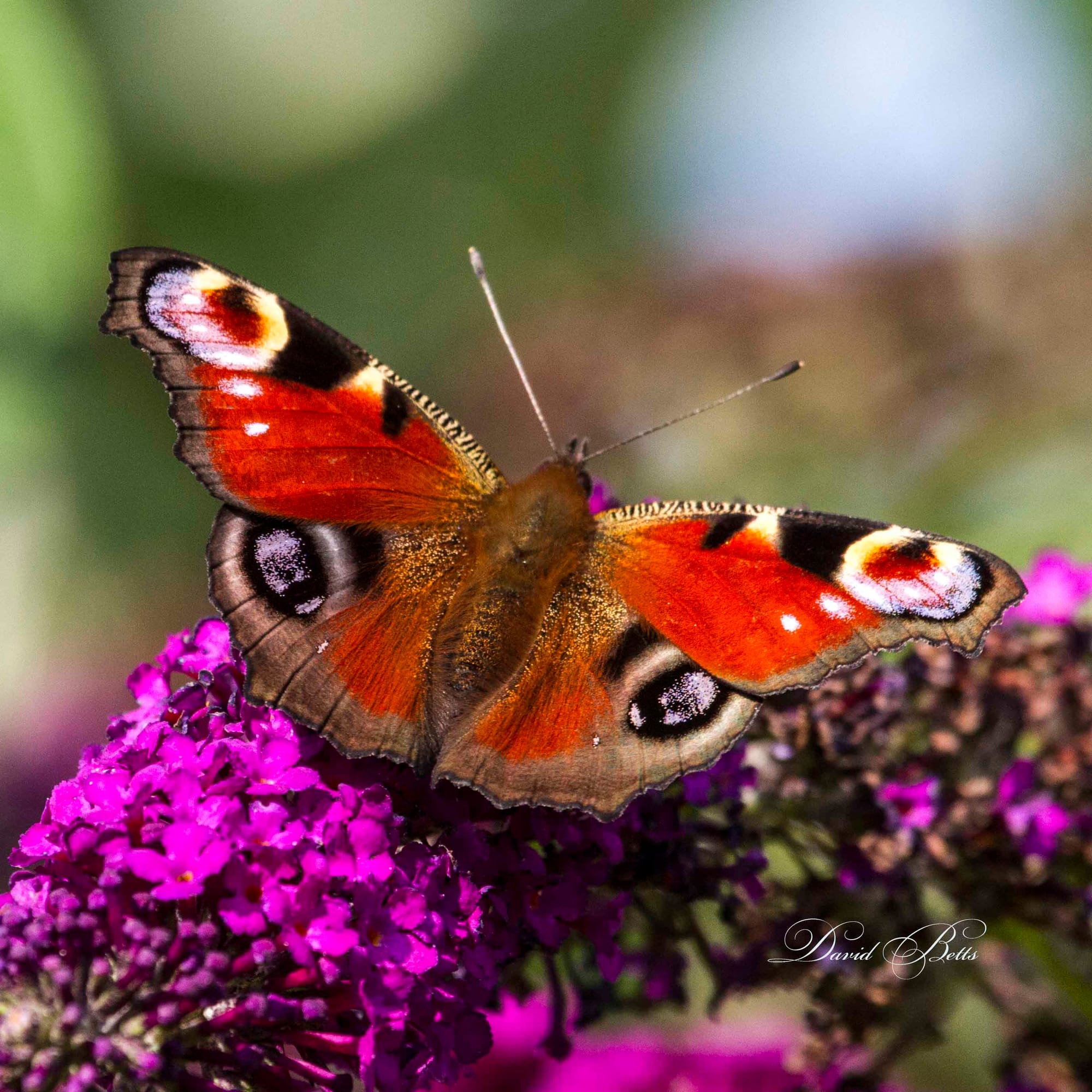 Peacock Butterfly