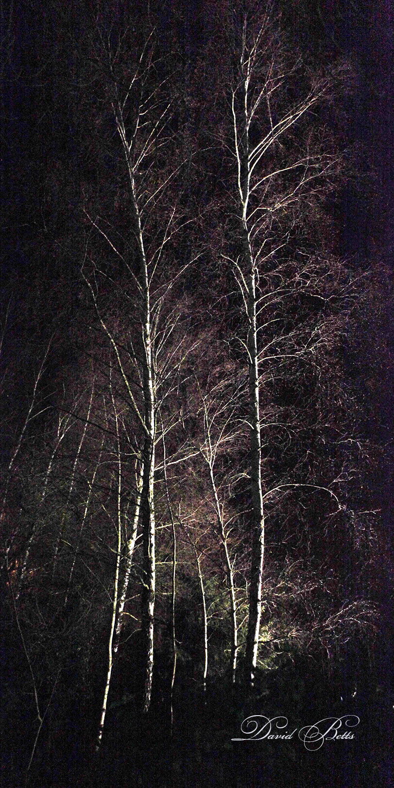 Silver Birch by Night