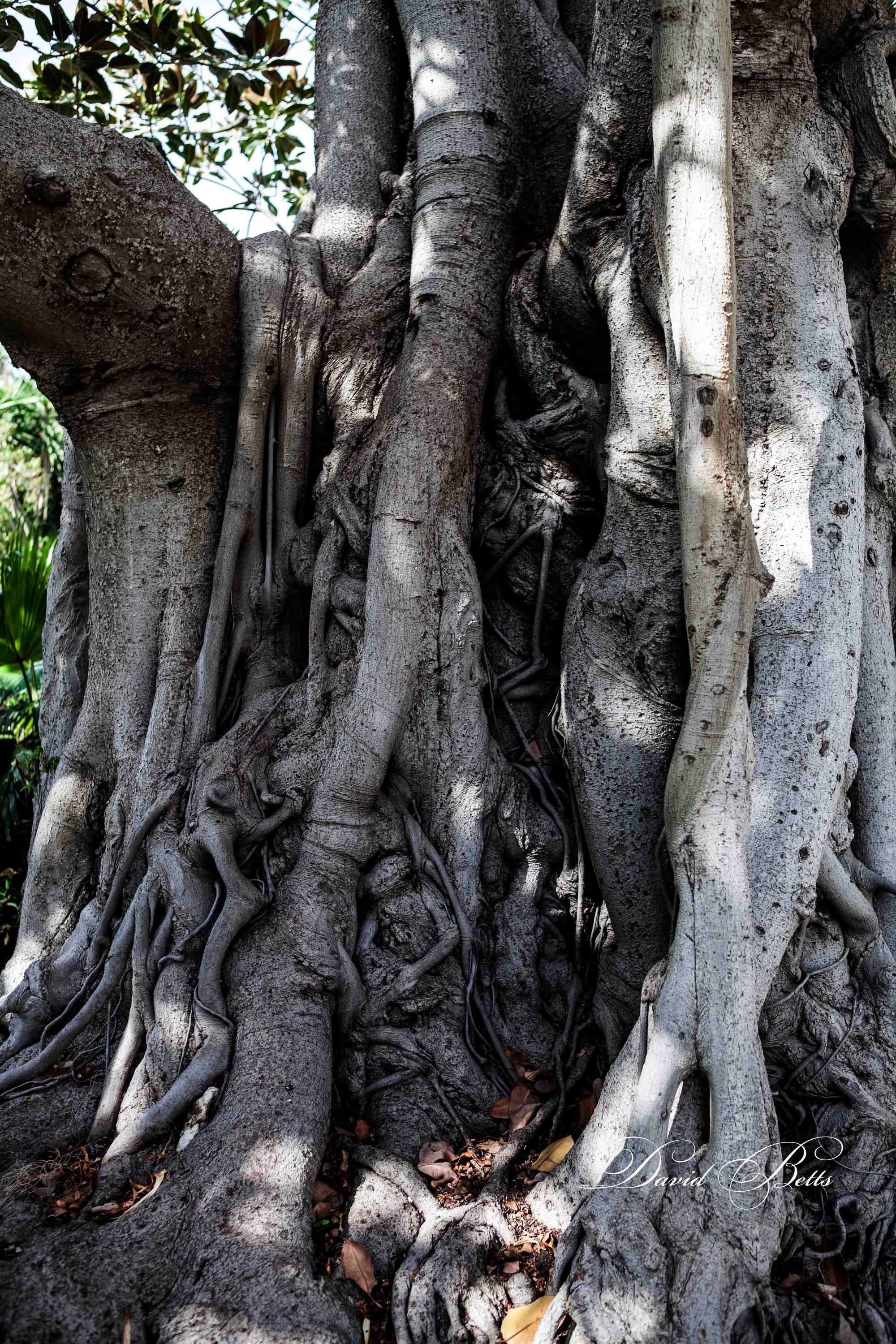 Ancient Tree