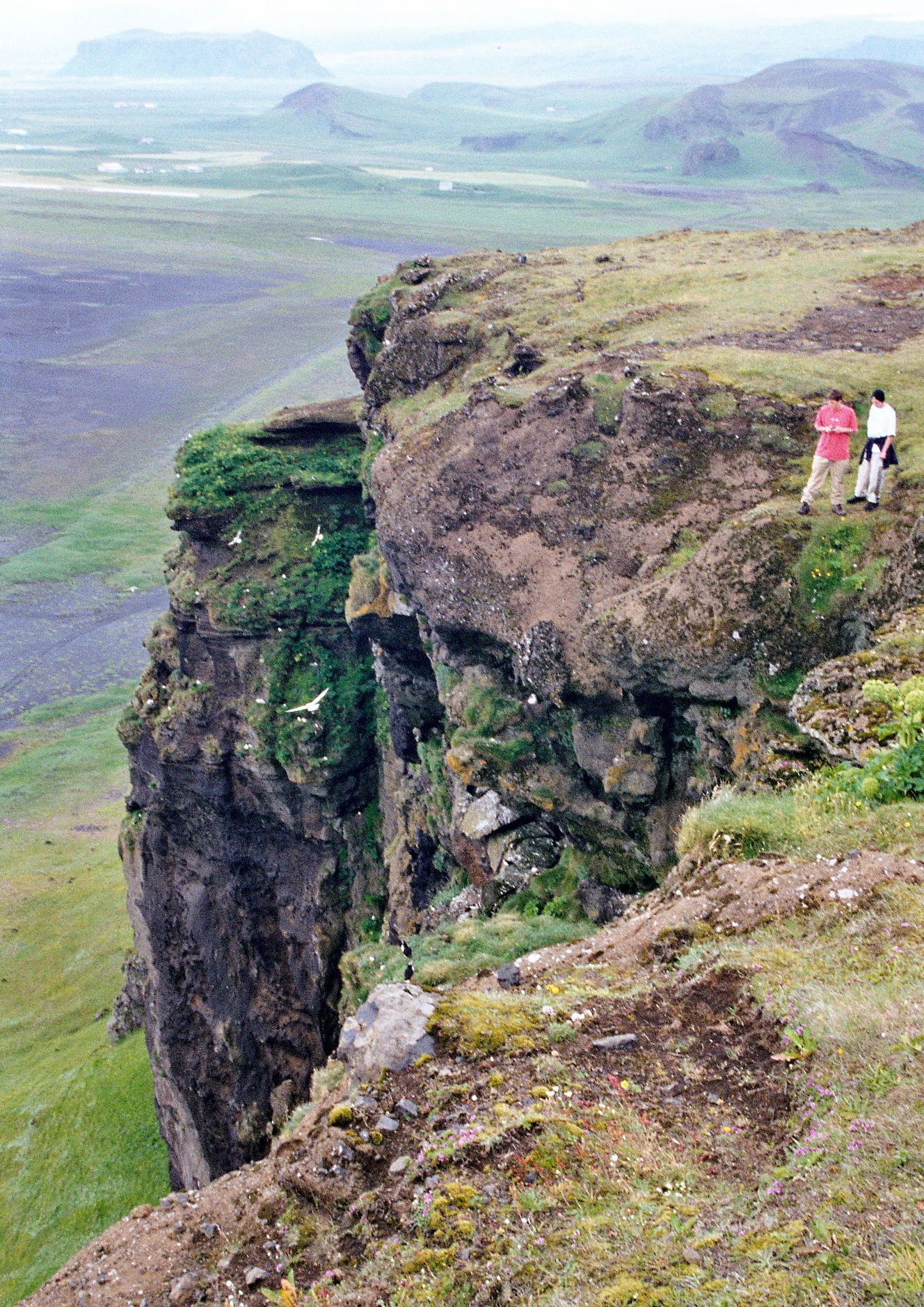 Dyrholaey Puffin Colony