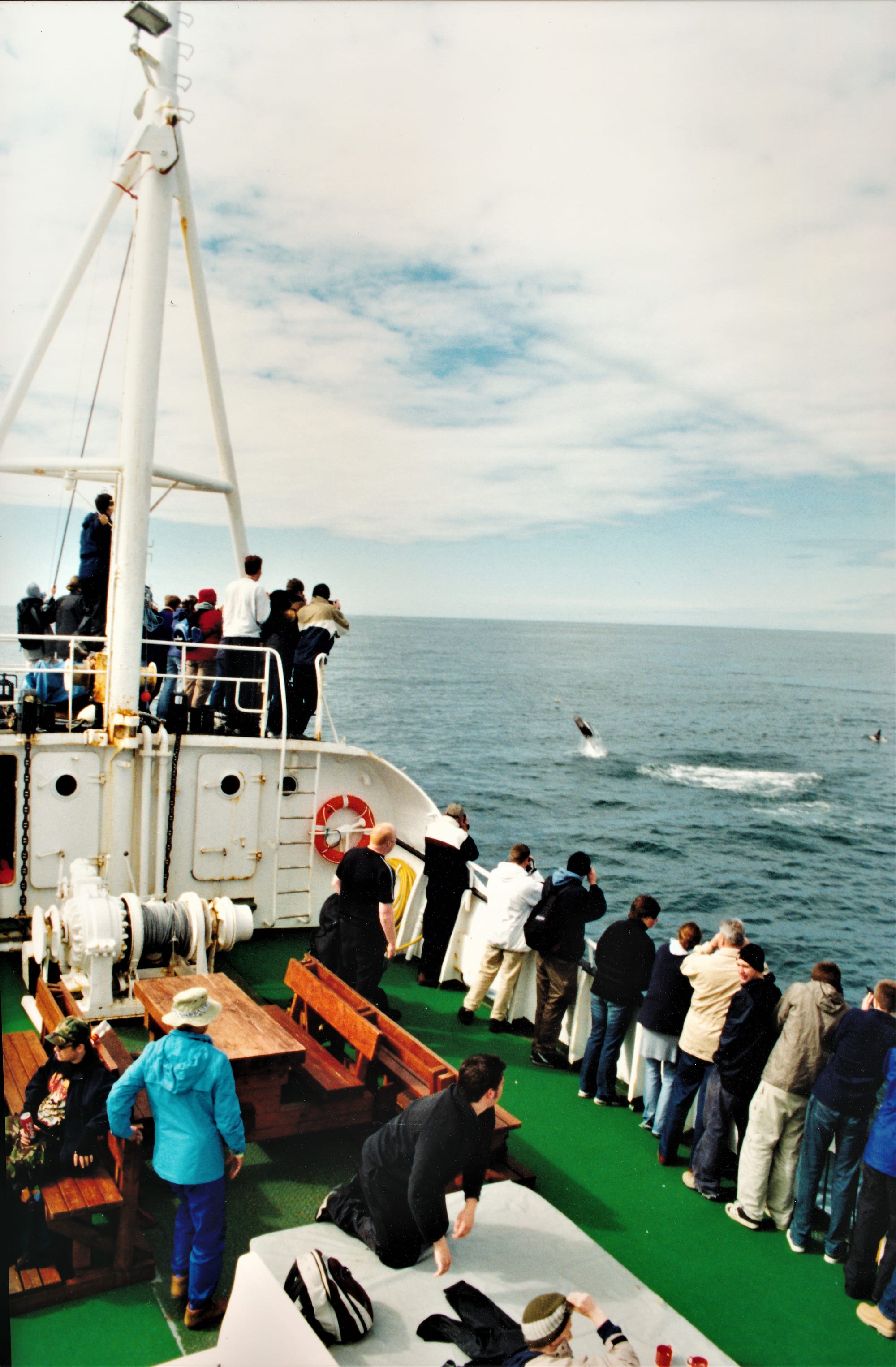 At Sea -  Dolphin Watching