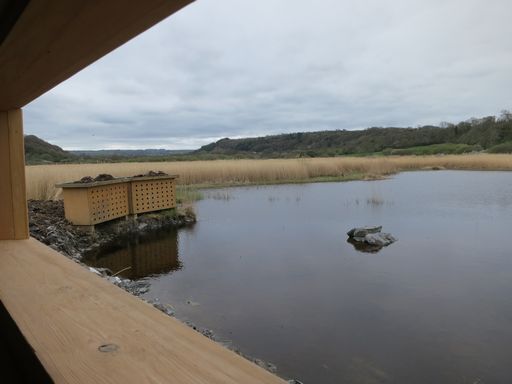 Teifi Marshes Nature Reserve