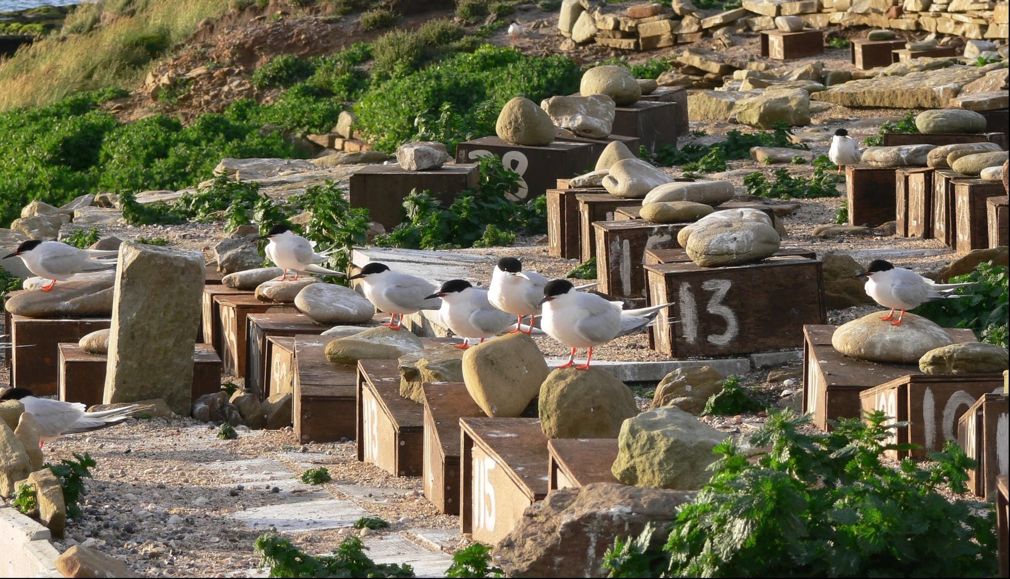 Roseate Terns