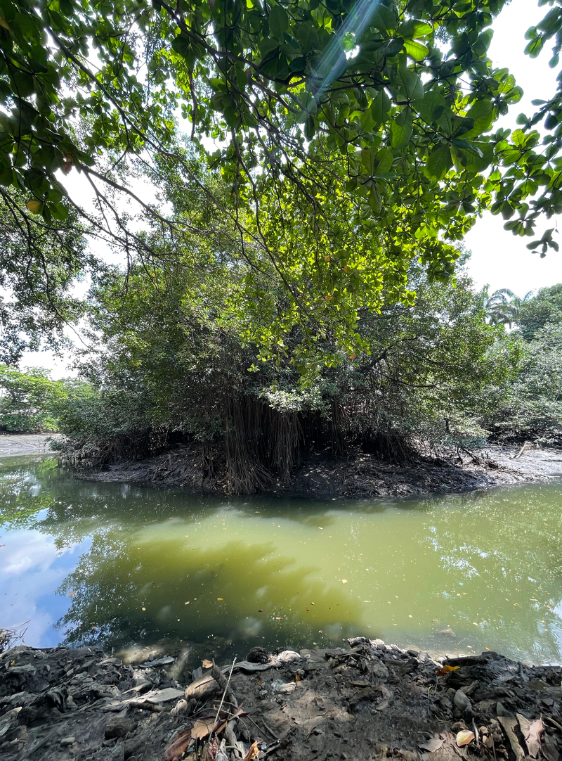 Pensamiento Manglar 