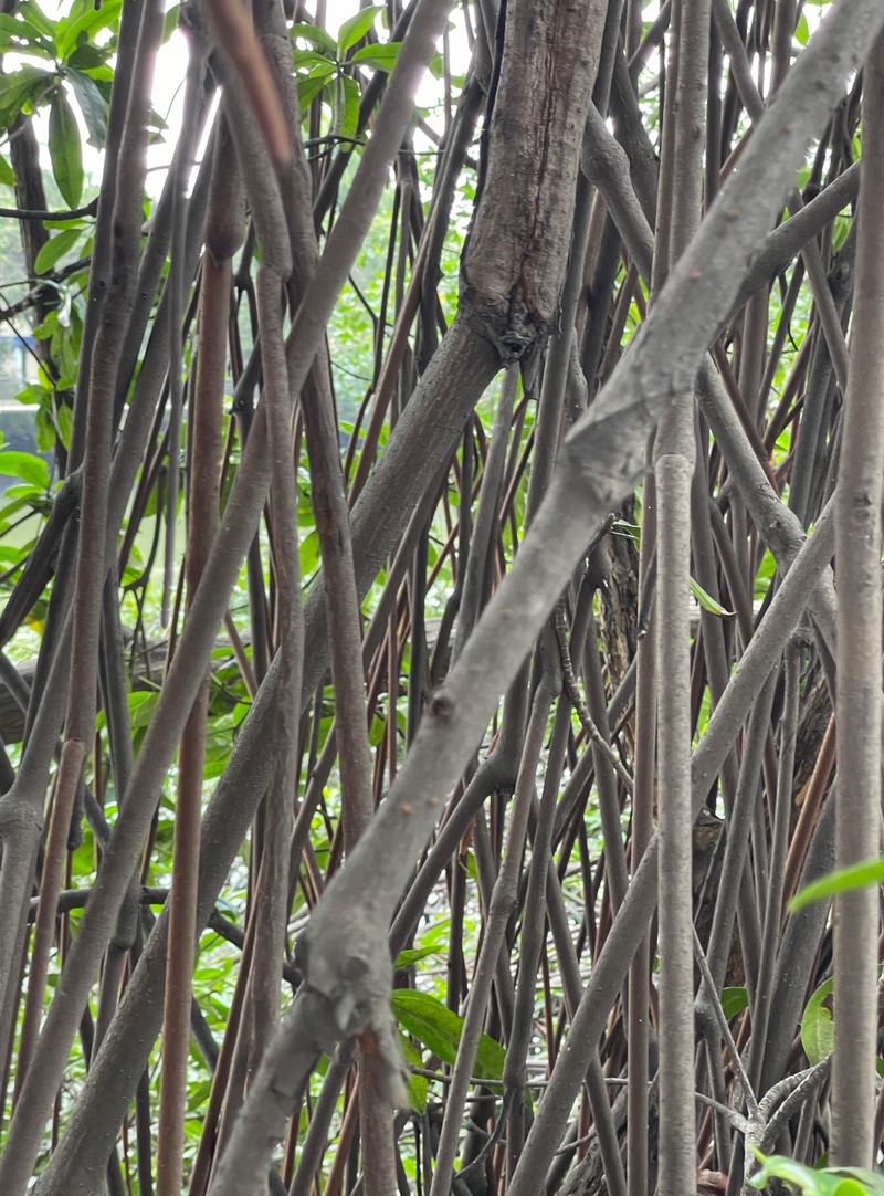 Pensamiento Manglar 