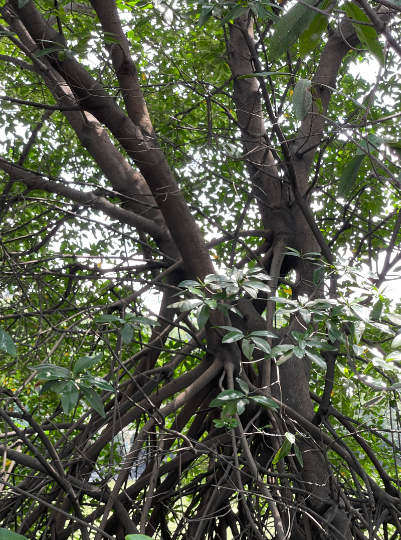 Pensamiento Manglar 