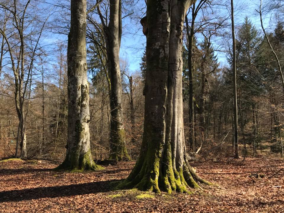 Stuttgarter Zeitung - Führungsstil des Bürgermeisters im Waldbeirat