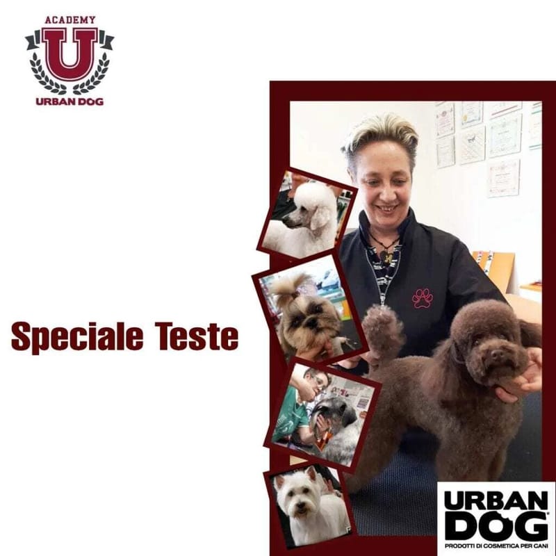 Stage di Toelettatura a Torino