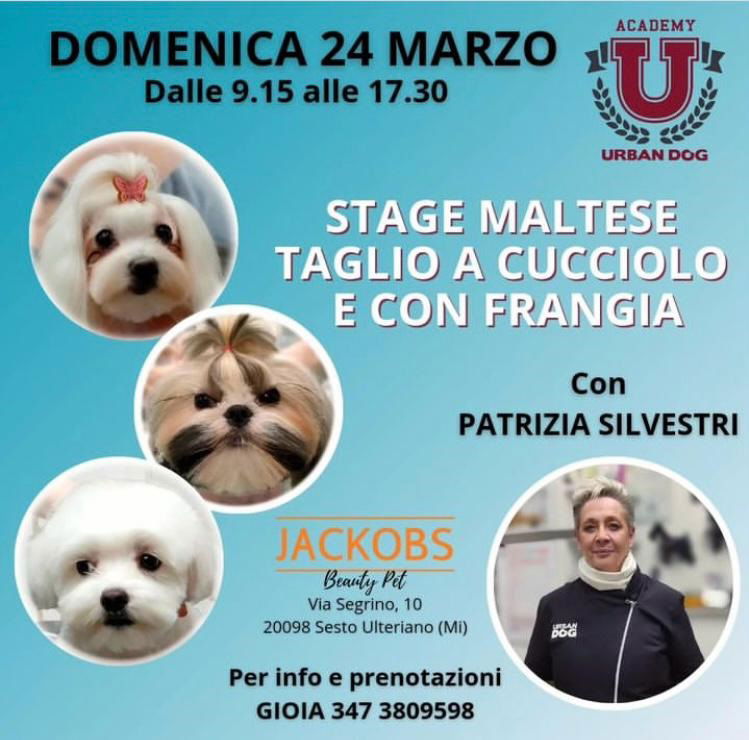 Stage di toelettatura - Maltese taglio a cucciolo e con frangia
