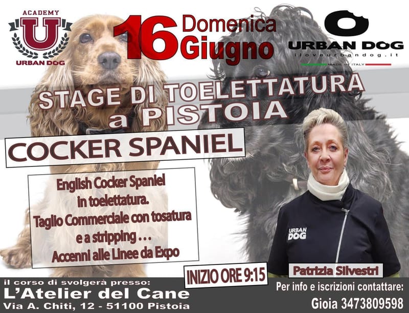 Stage di toelettatura - English Cocker Spaniel