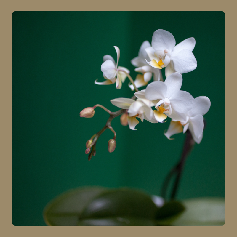 Új! Nyitott orchidea florárium otthonra, irodába, ajándékba