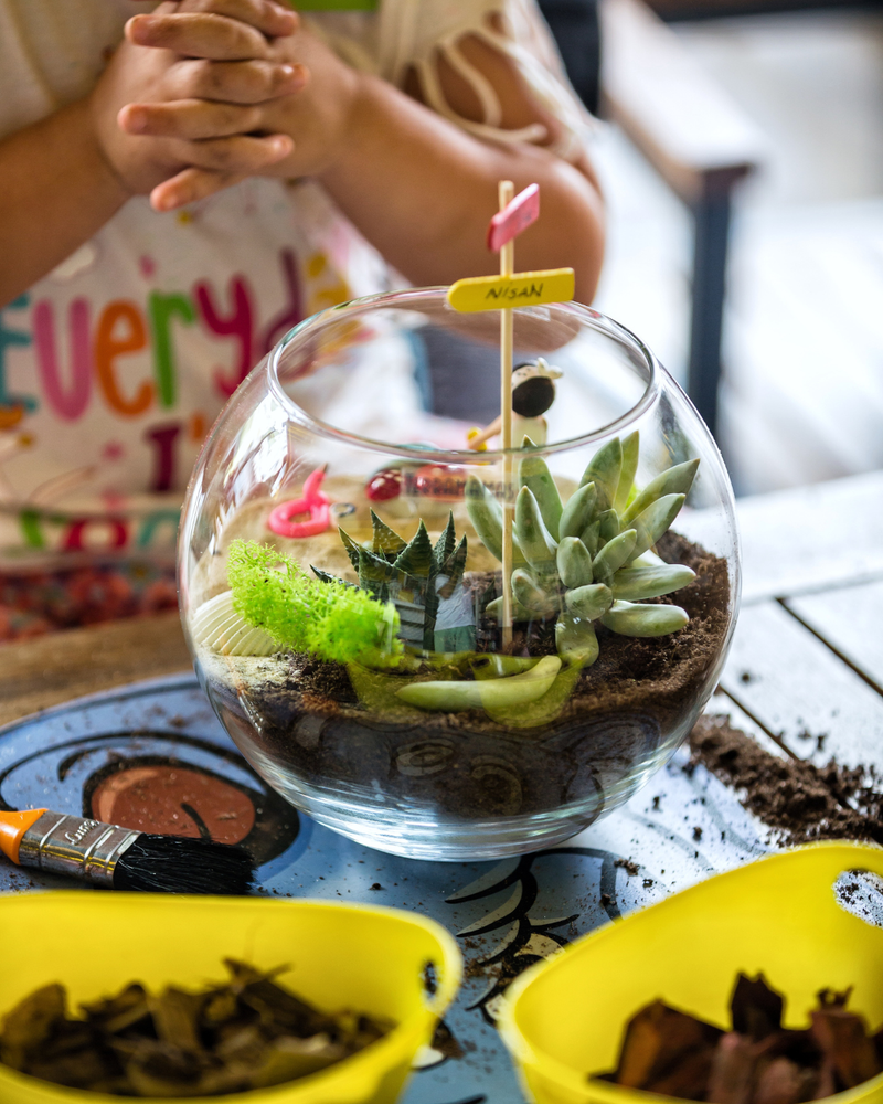 Új! Nyári nyitott szukkulens terrárium - Gyerek workshop