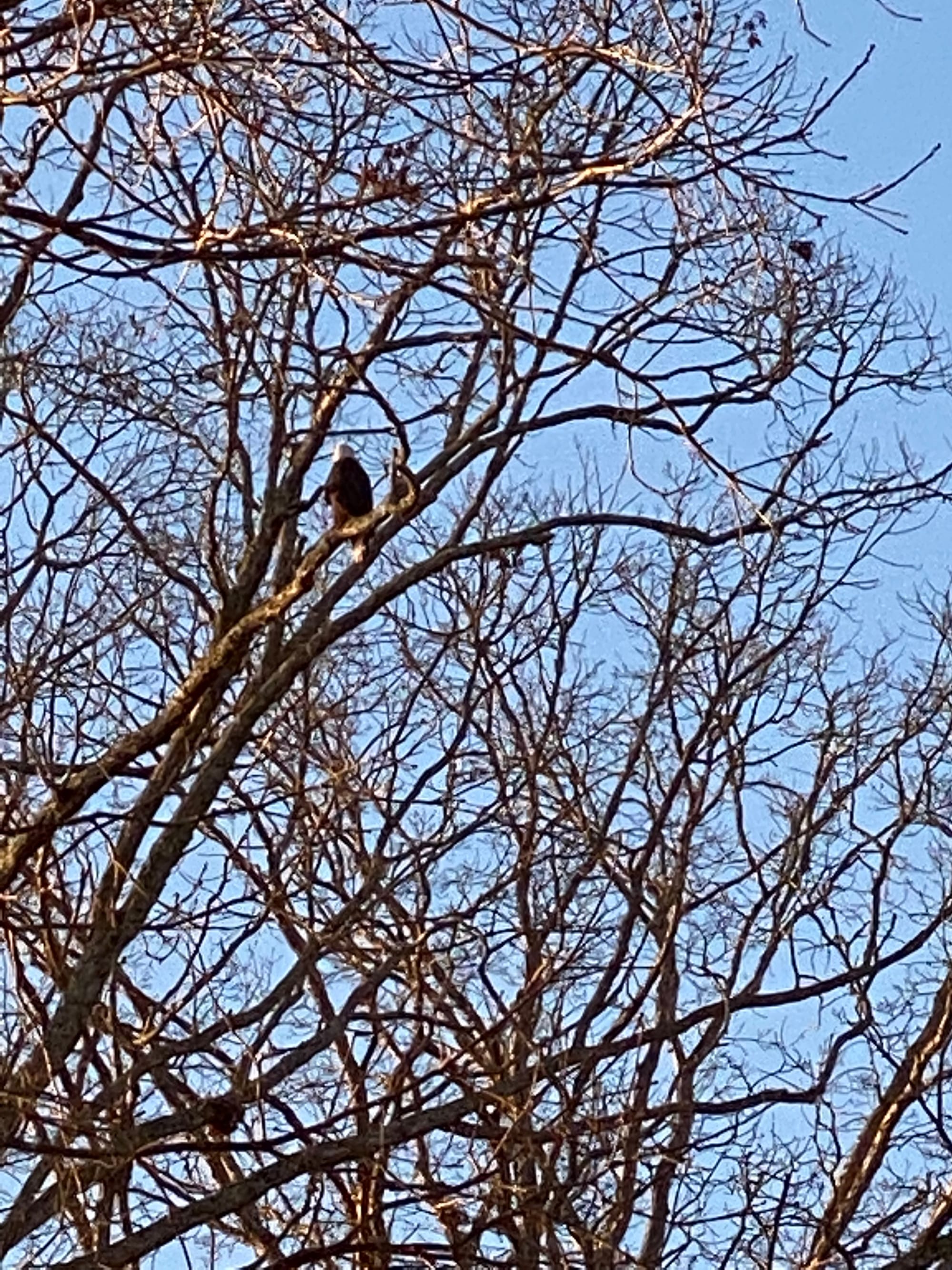 Bald Eagle