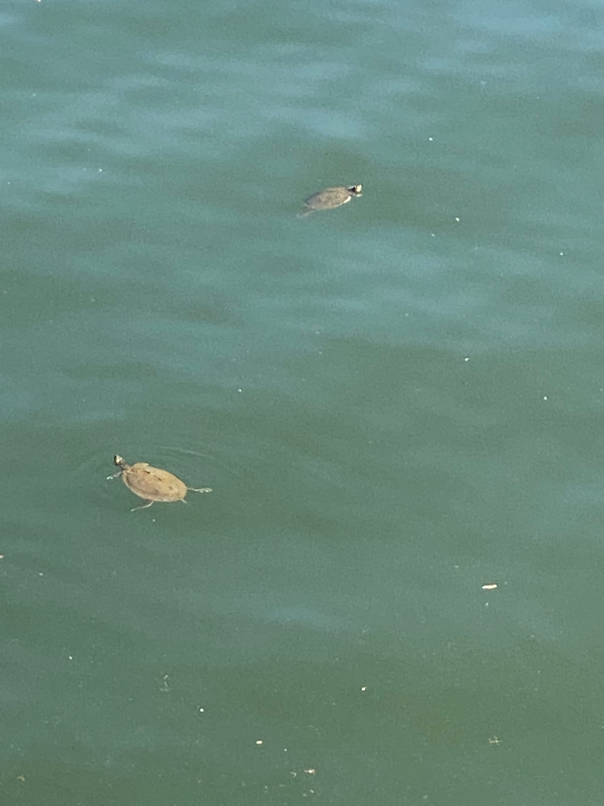 Turtles