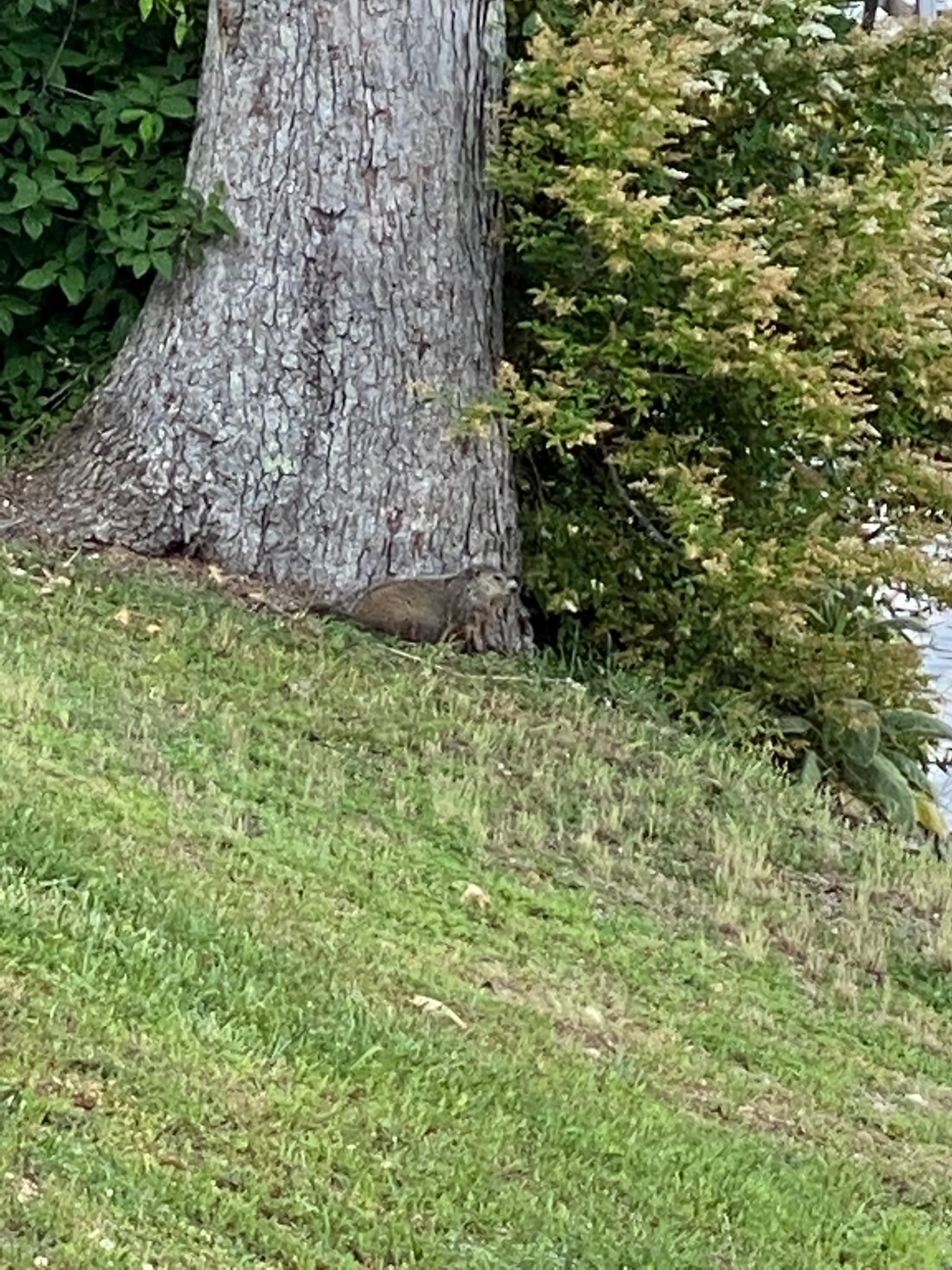 Groundhog Spotting