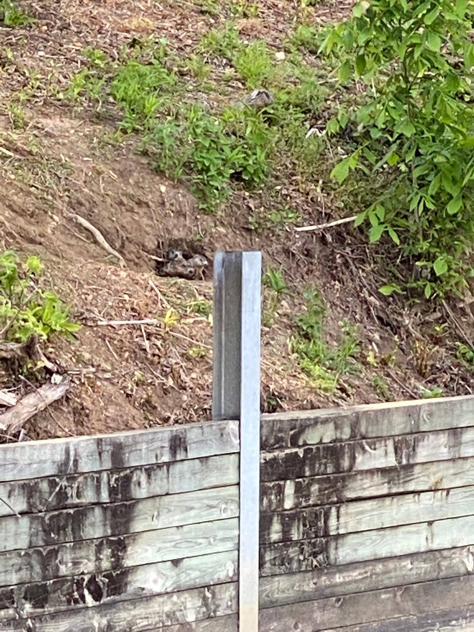 Mama & Baby GroundHogs