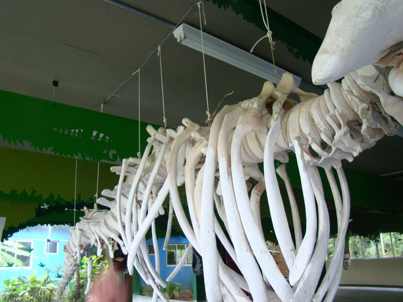 Parque Estadual Ilha do Cardoso - SP