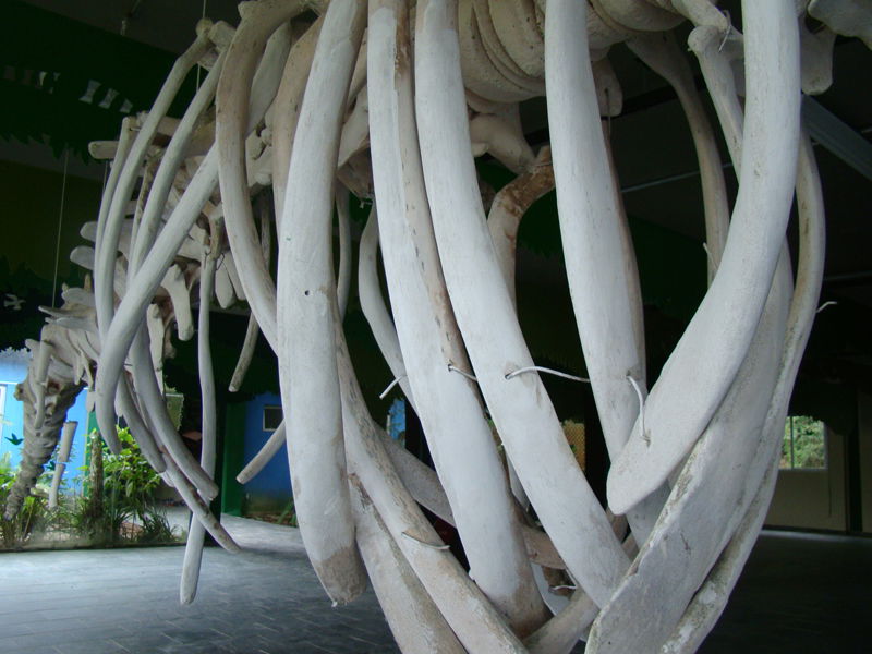 Parque Estadual Ilha do Cardoso - SP