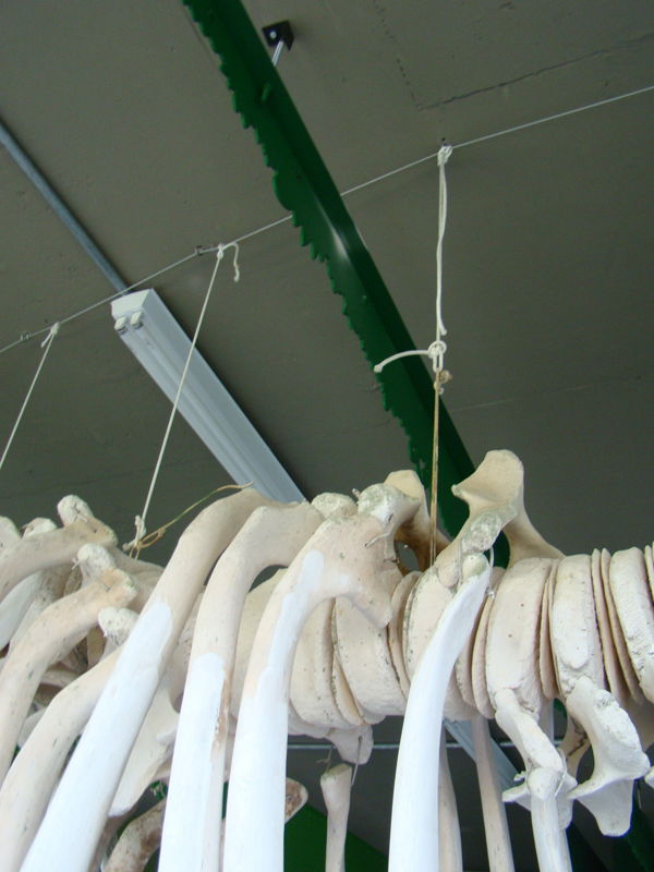 Parque Estadual Ilha do Cardoso - SP