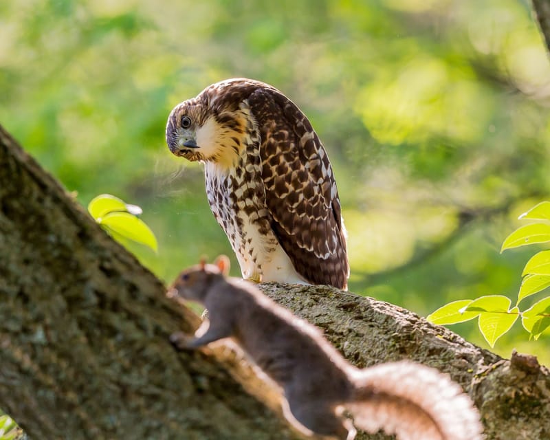 Raptor Education Group