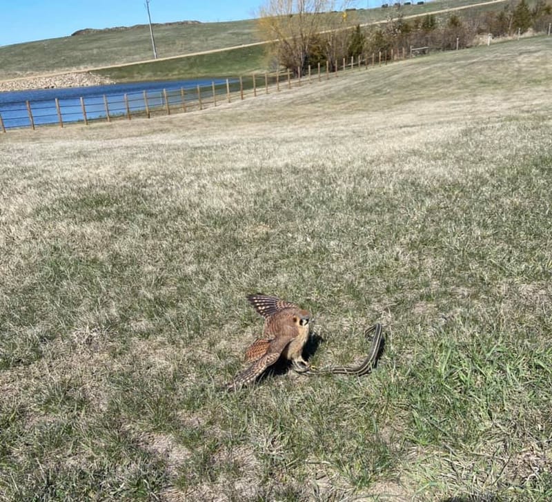 Falconry Permit/Hunting