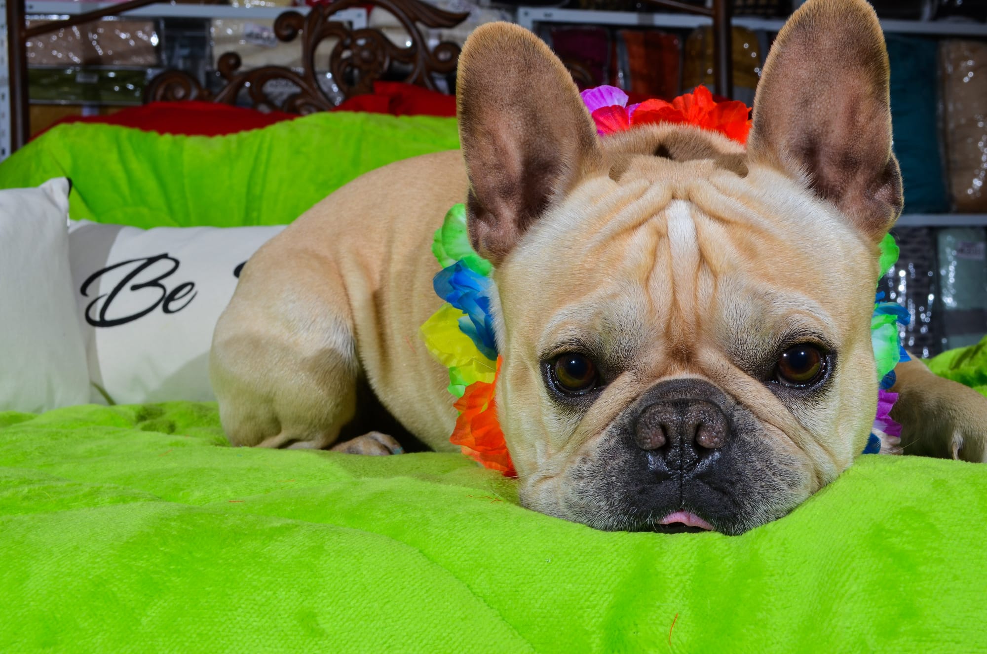 Mascotas