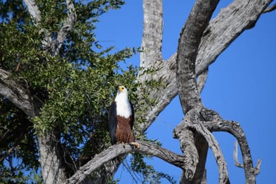 Birds Epic Journey '23 image