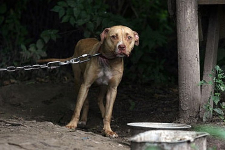 REATI CONTRO GLI ANIMALI