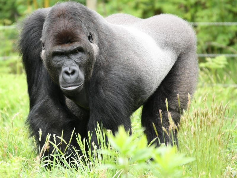 Zoo de la Boissière