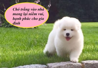 Cho vao nha la diem gi
