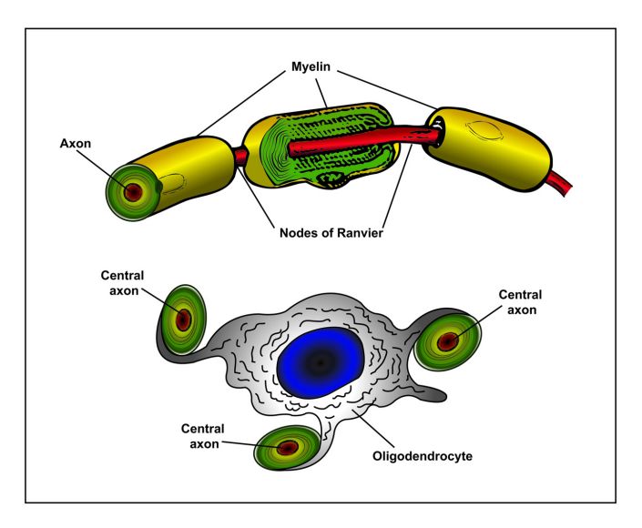Medical Illustrations
