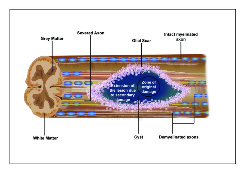 Medical Illustrations
