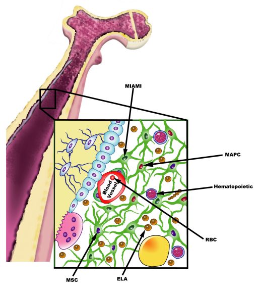 Medical Illustrations
