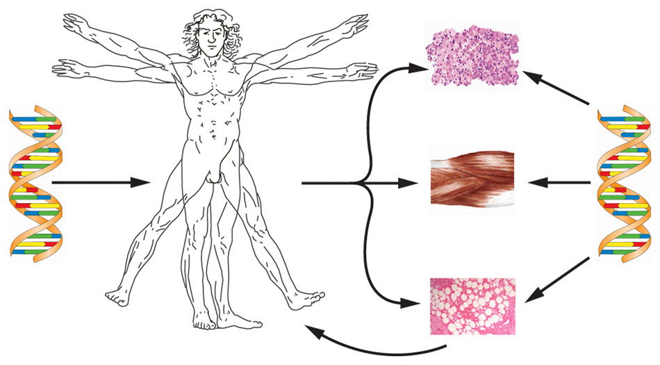 Medical Illustrations