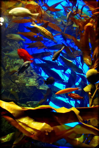 Fine Art Photography